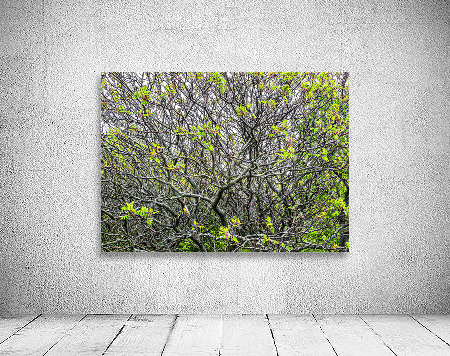 SUMACS Wall Preview