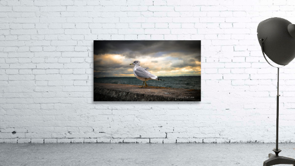 THE SEAGULL Wall Preview