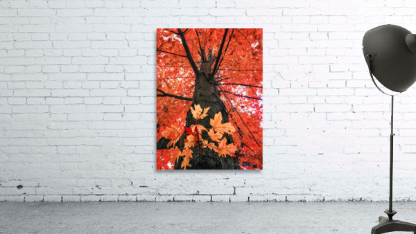 RED MAPLE Wall Preview