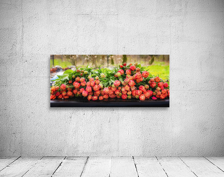 RED TULIPS Wall Preview
