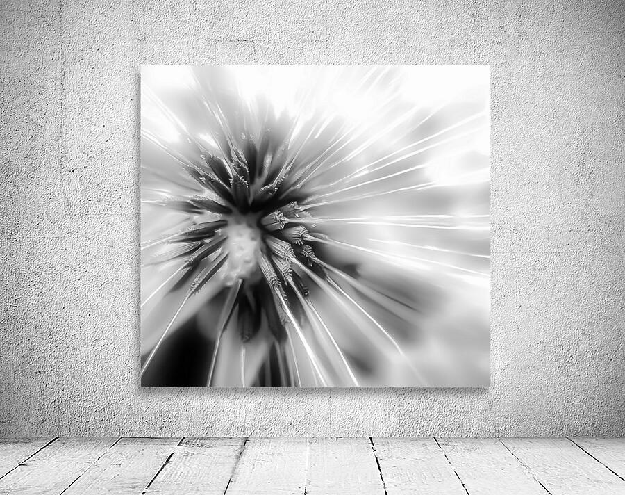 DANDELION Wall Preview