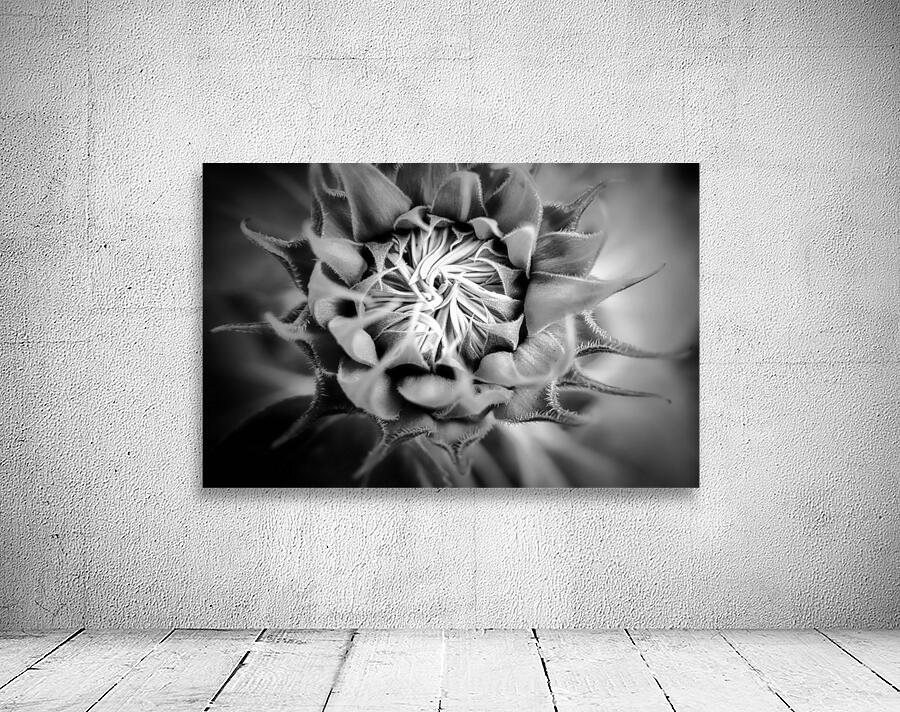 SUNFLOWER Wall Preview