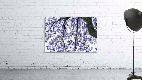 JACARANDA TREE Wall Preview