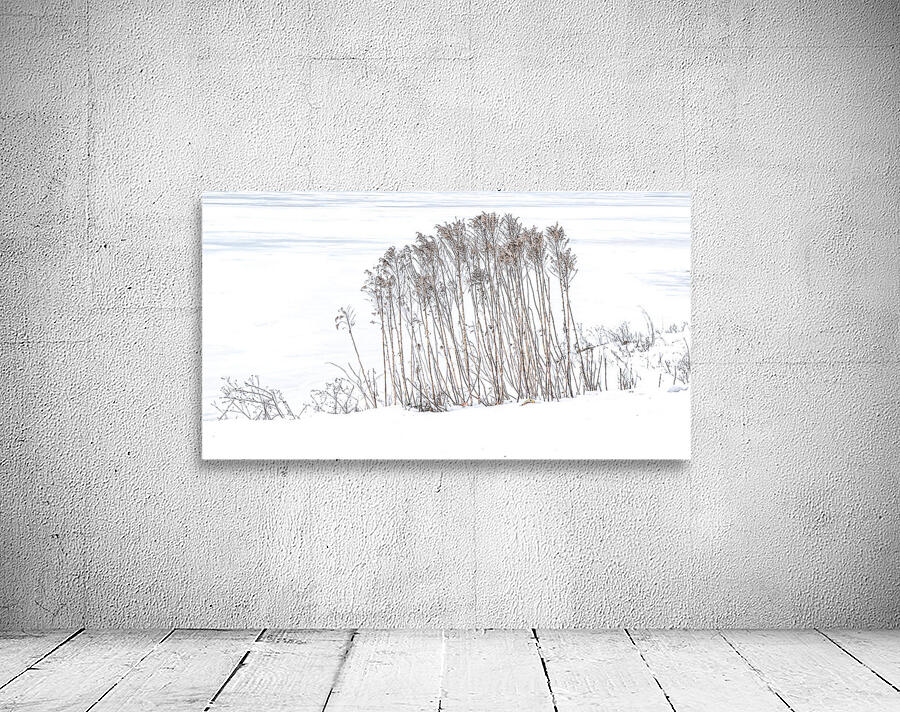 WINTER GRASS Wall Preview