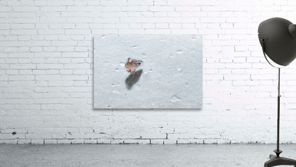 DUCK ON ICE Wall Preview