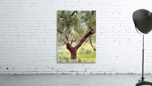 CORK OAK Wall Preview