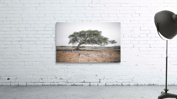 DIVI DIVI TREE Wall Preview