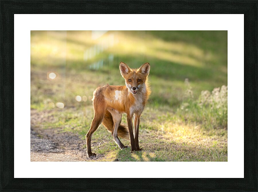 Red Fox Portrait 1 Picture Frame print