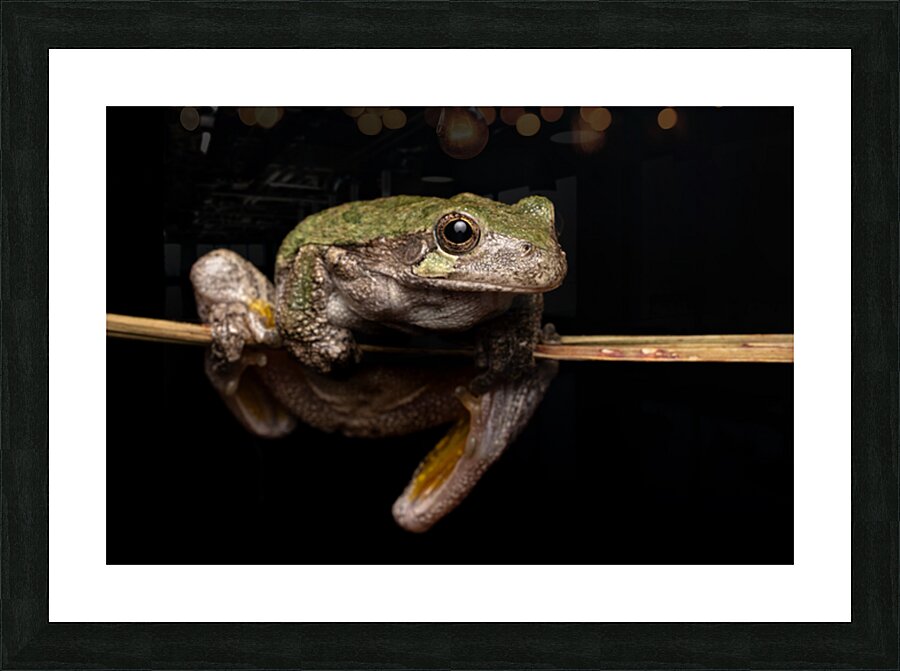 Gray Treefrog Complex Portrait 1 Picture Frame print