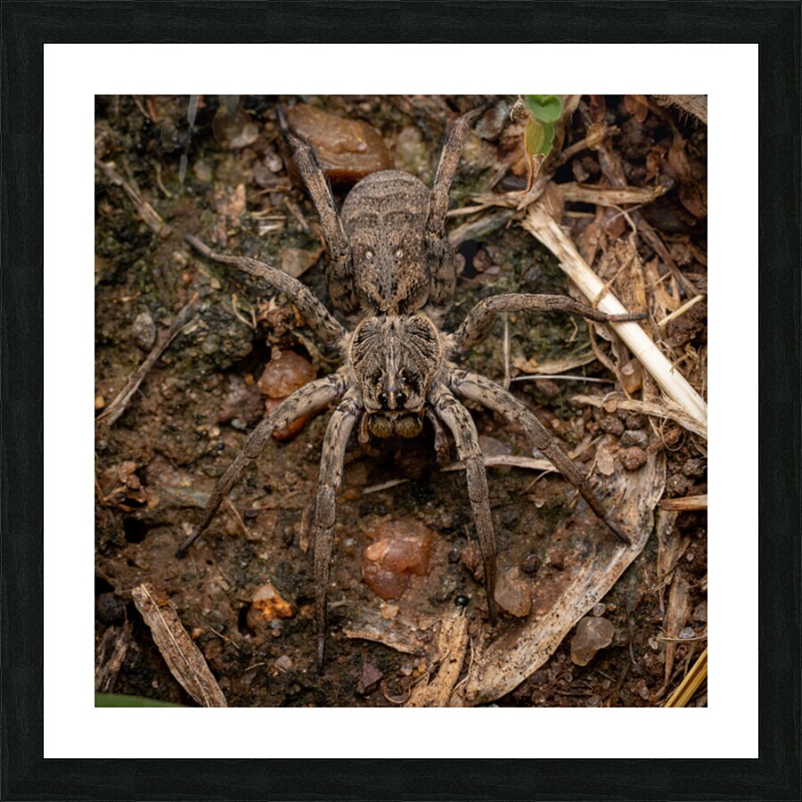 Wolf Spider Portrait 1 Picture Frame print