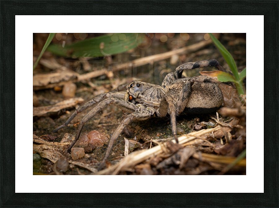 Wolf Spider Portrait 2 Picture Frame print