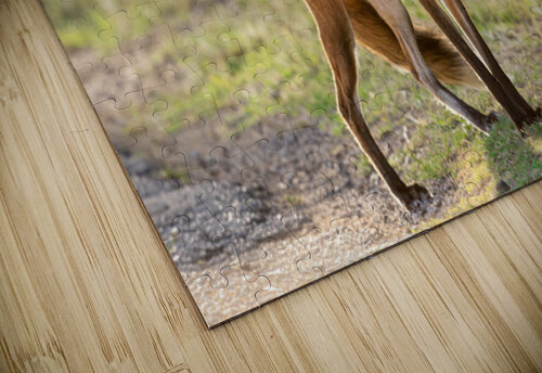 Red Fox Portrait 1 Jarron B Peters puzzle