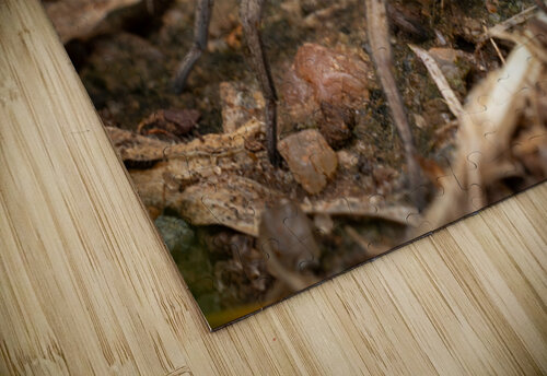 Wolf Spider Portrait 2 Jarron B Peters puzzle