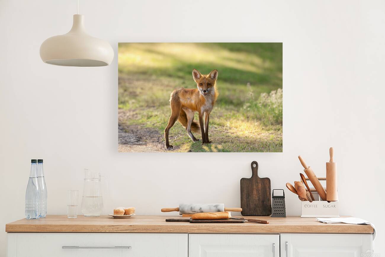 Red Fox Portrait 1 Reproduction