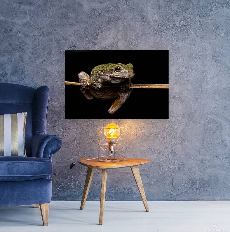 Gray Treefrog Complex Portrait 1 Reproduction