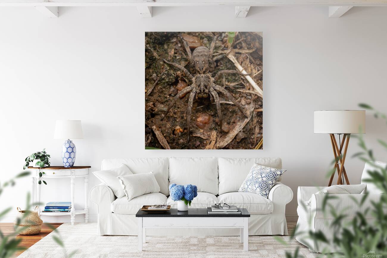 Wolf Spider Portrait 1 Reproduction