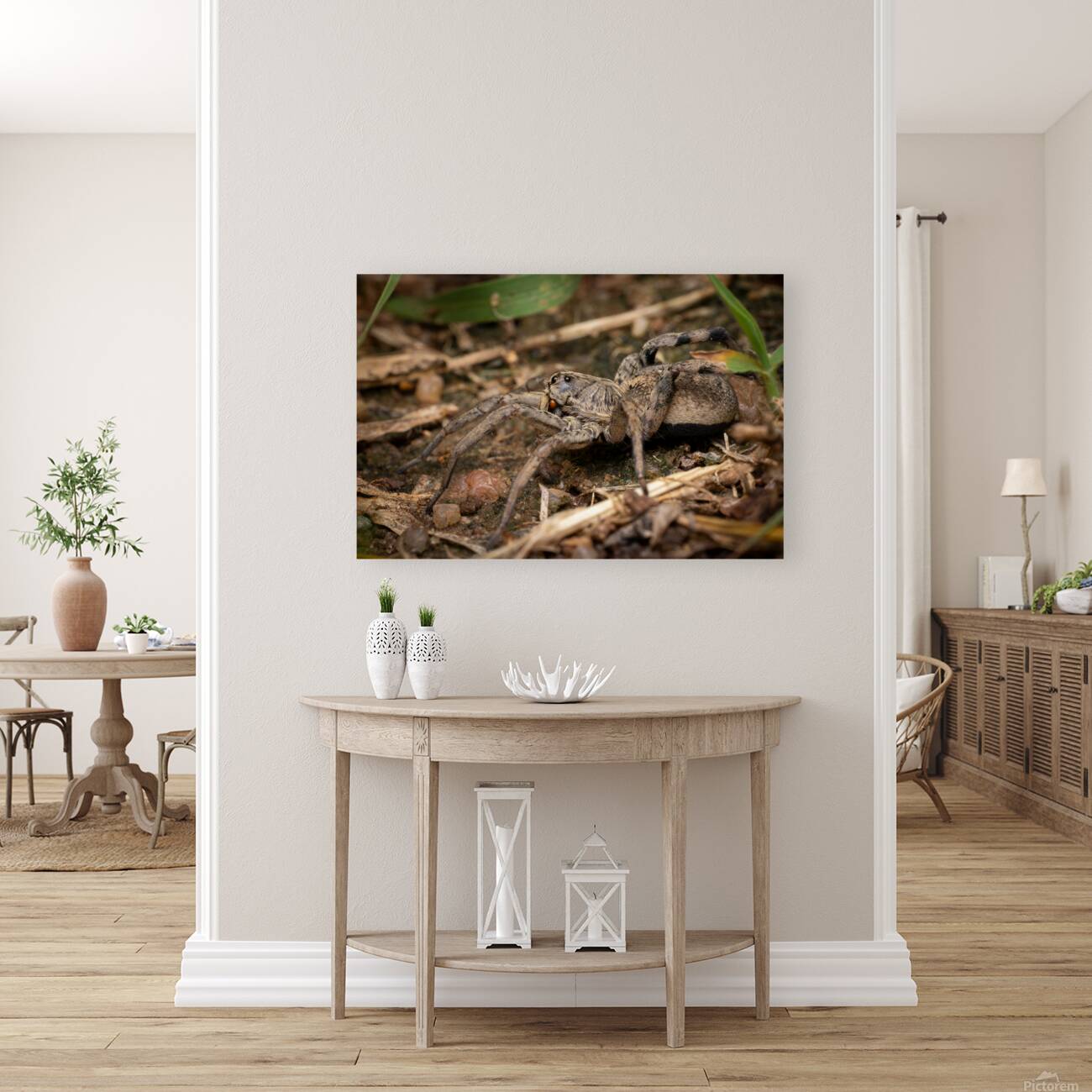 Wolf Spider Portrait 2 Reproduction