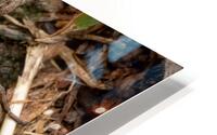 Wolf Spider Portrait 1 HD Metal print