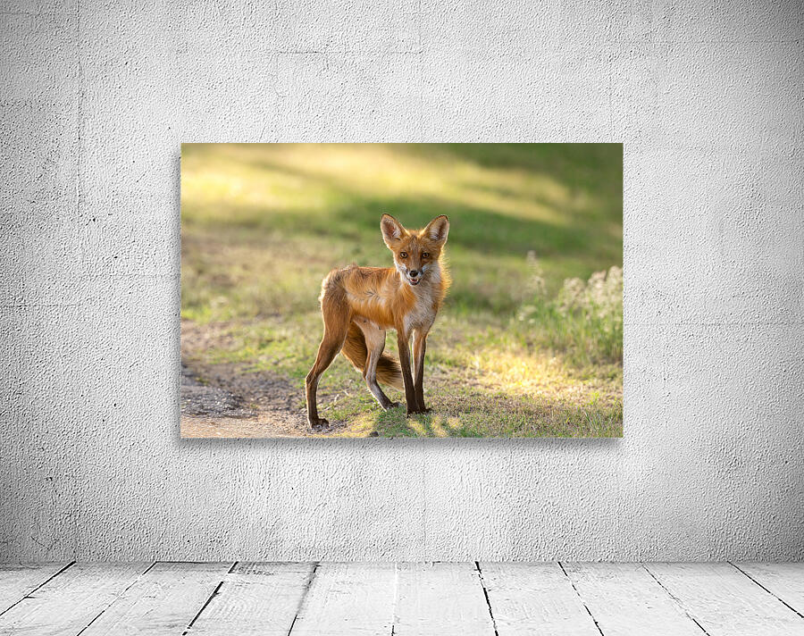 Red Fox Portrait 1 Wall Preview