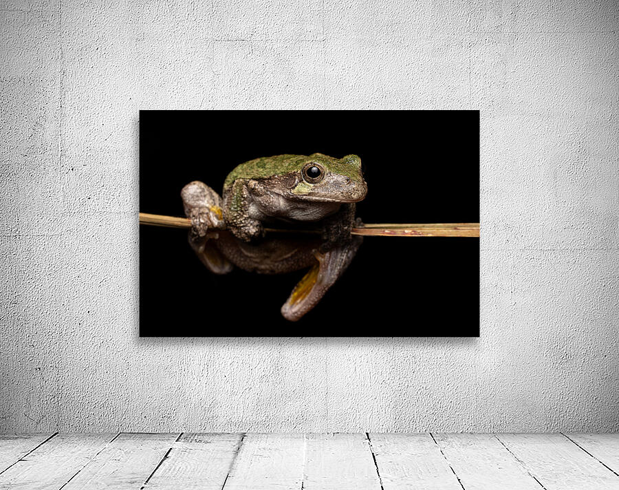 Gray Treefrog Complex Portrait 1 Wall Preview