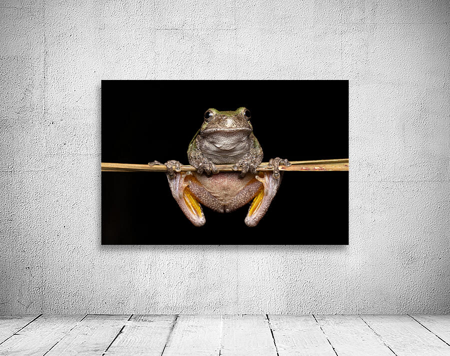 Gray Treefrog Complex Portrait 3 Wall Preview
