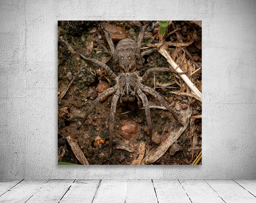 Wolf Spider Portrait 1 Wall Preview