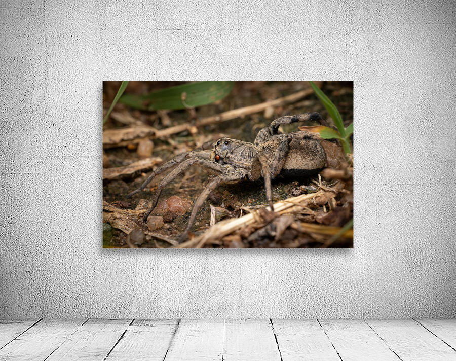 Wolf Spider Portrait 2 Wall Preview