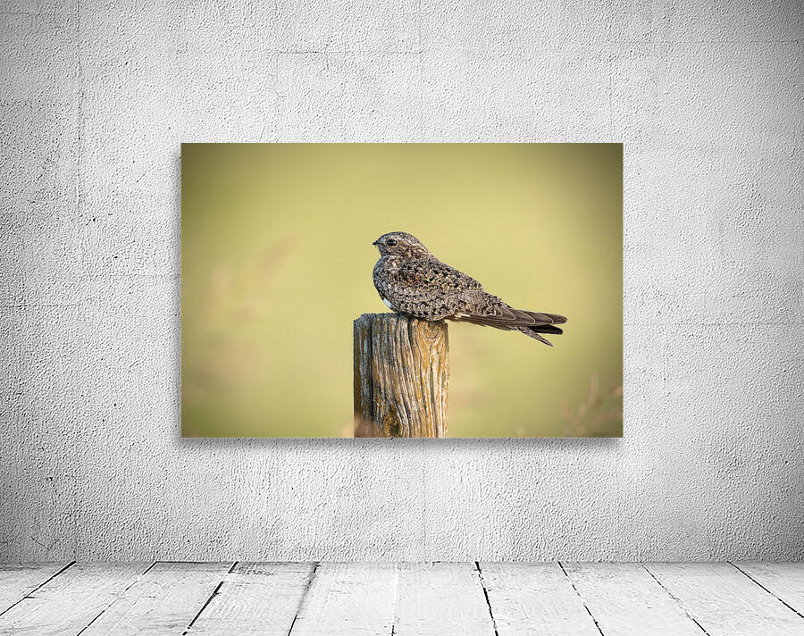 Common Nighthawk Portrait 2 Wall Preview