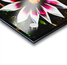 The gazania flower Acrylic print