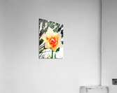 Orange&White Flower Acrylic Print