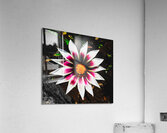 The gazania flower Acrylic Print