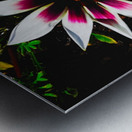 The gazania flower Metal print