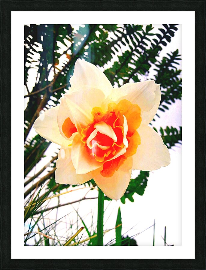 Orange&White Flower Picture Frame print