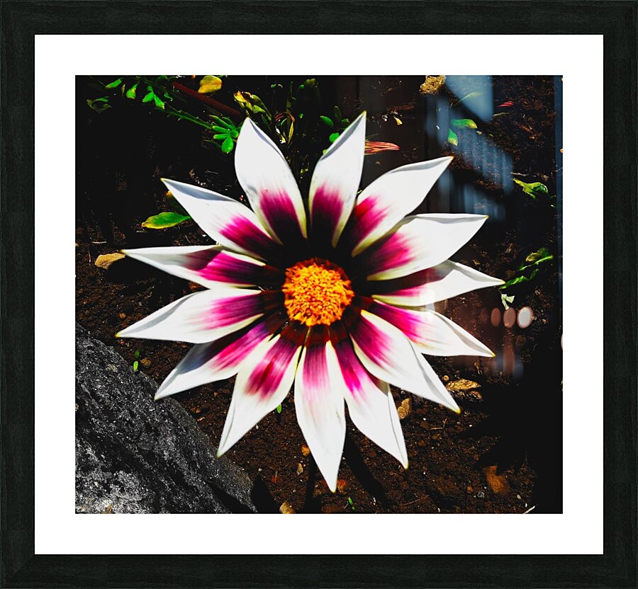 The gazania flower Picture Frame print