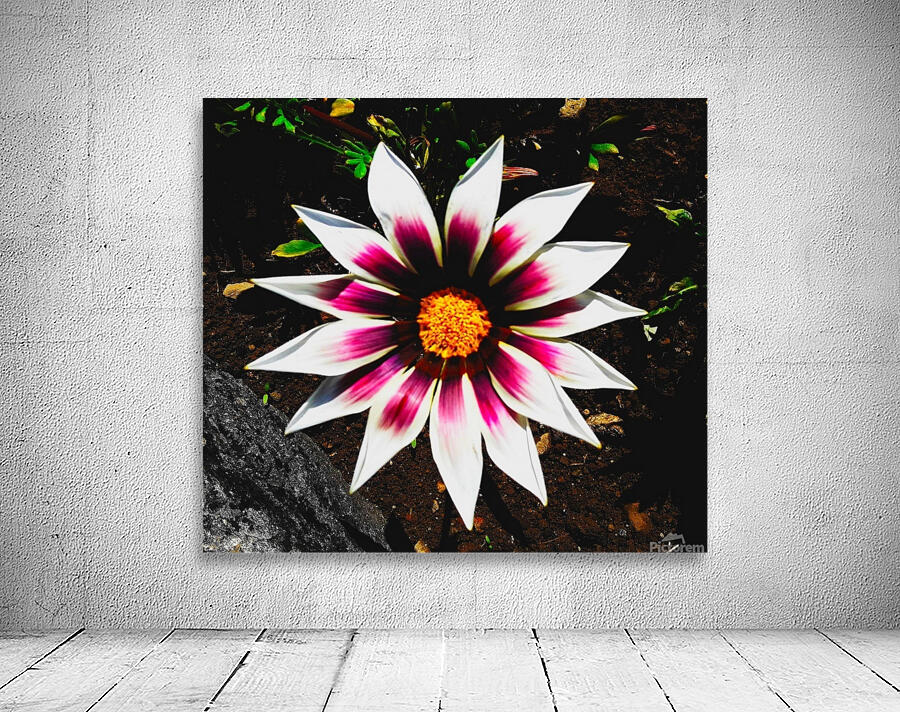 The gazania flower Wall Preview