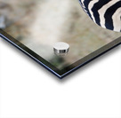 Funny Zebra Acrylic print