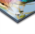 Lilac Breasted Roller Close Up Acrylic print