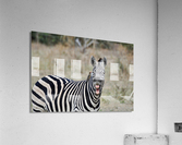 Funny Zebra Acrylic Print