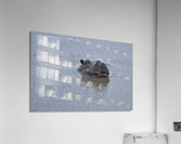 Mischievous Hippo Acrylic Print