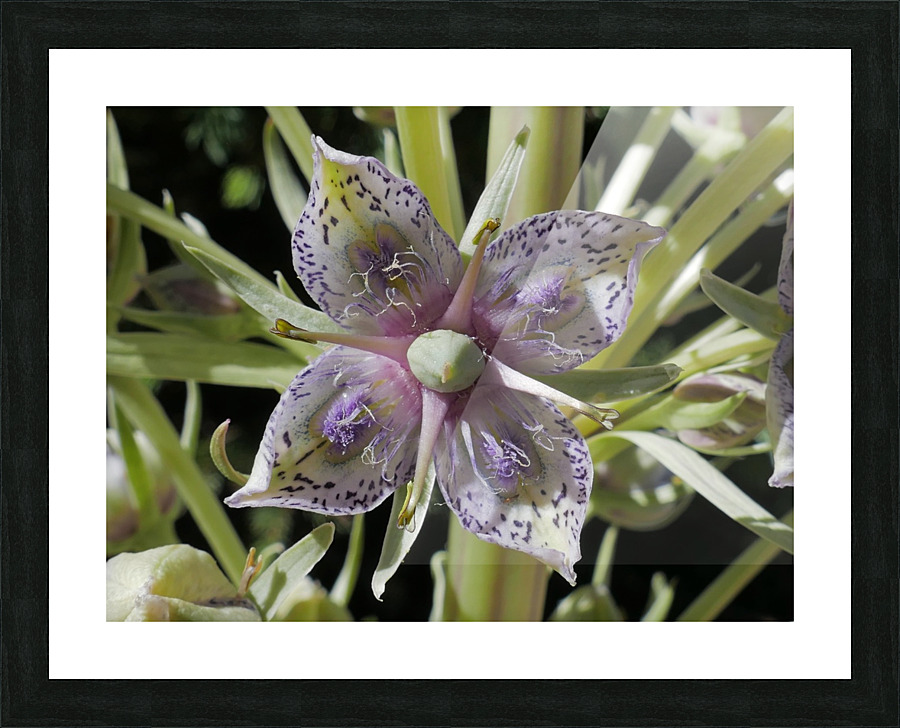 Cedar Breaks Elkweed Picture Frame print