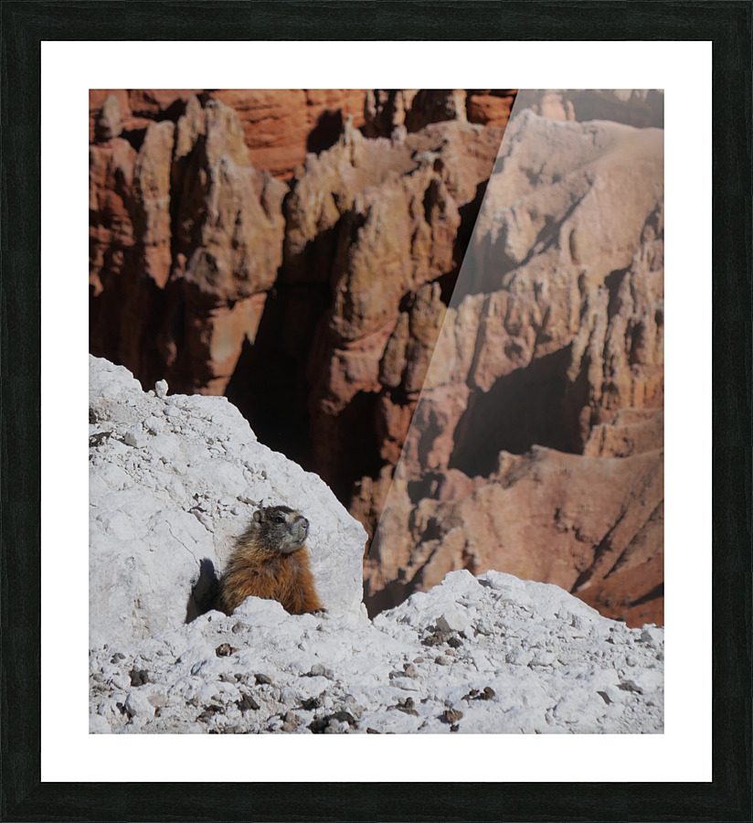 Cedar Breaks Marmot Picture Frame print