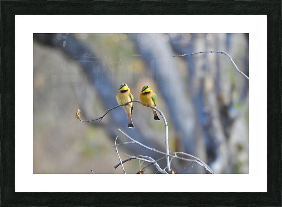 Swallow Tailed Bee Eater Couple Picture Frame print
