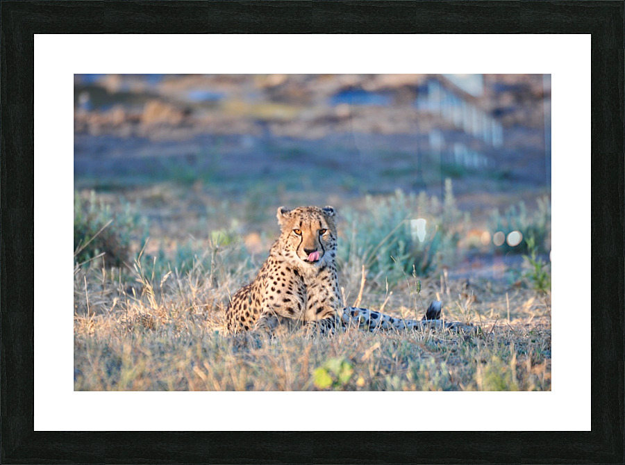Cheatah at Sunset Picture Frame print
