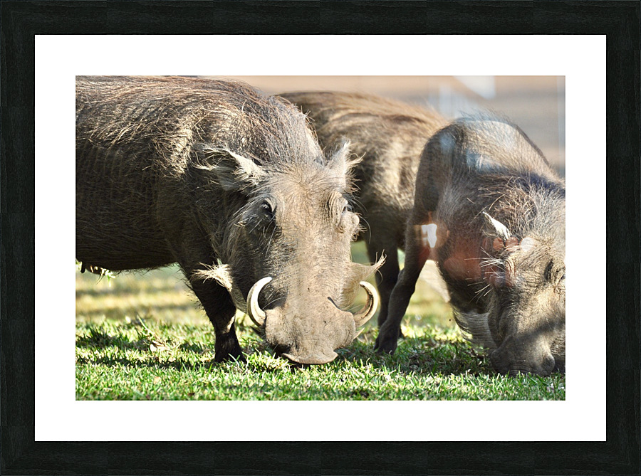 Wart Hogs Grazing Picture Frame print