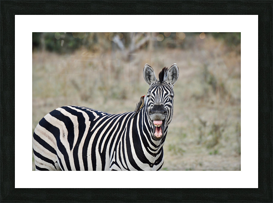Funny Zebra Picture Frame print