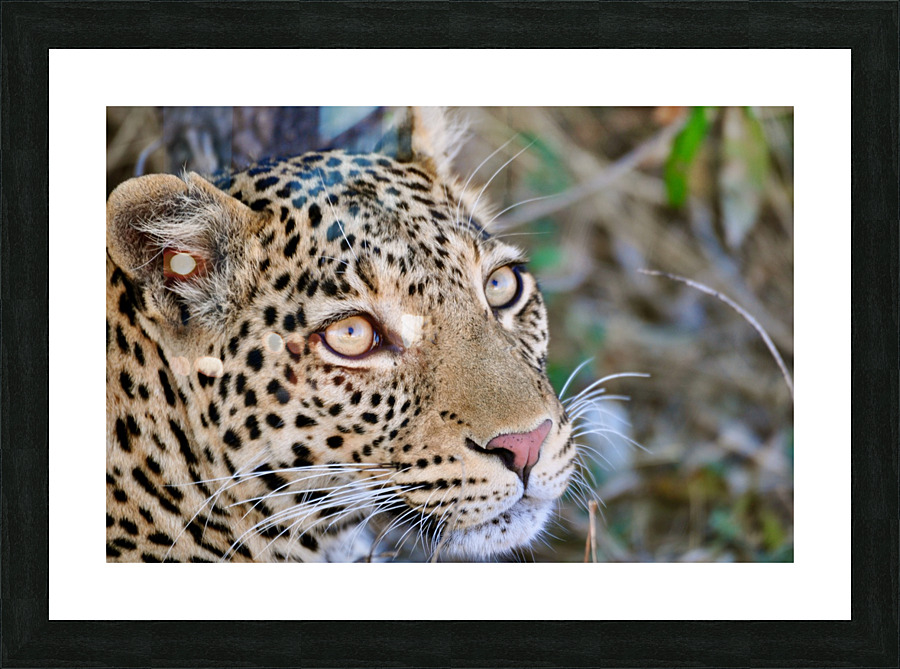 Lovely Leopard Picture Frame print