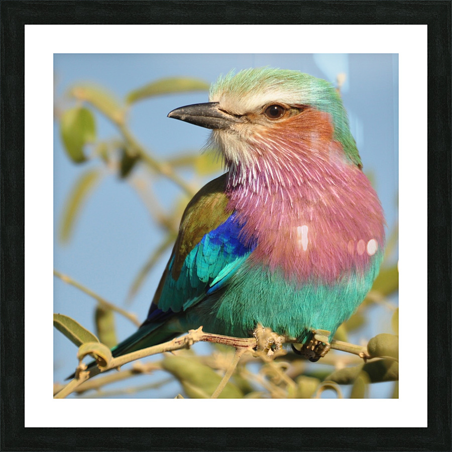 Lilac Breasted Roller Close Up Picture Frame print
