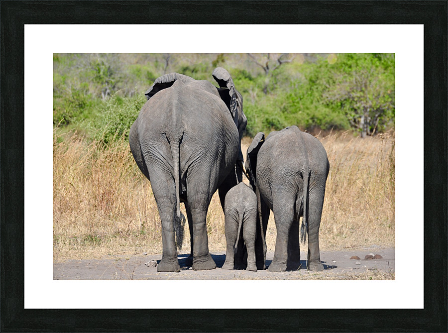 Elephant Generations Picture Frame print
