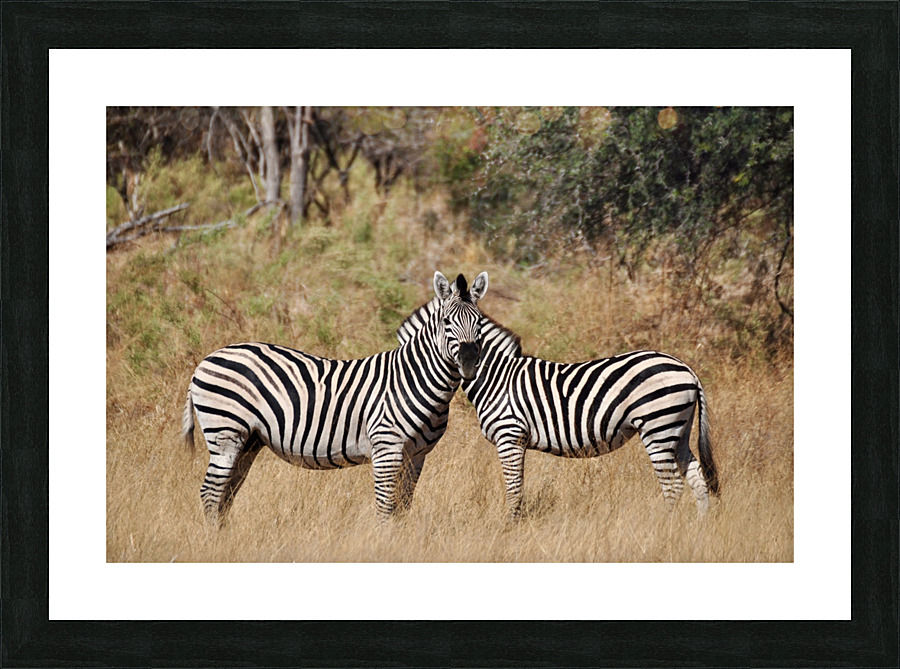 Mirrored Zebras Picture Frame print