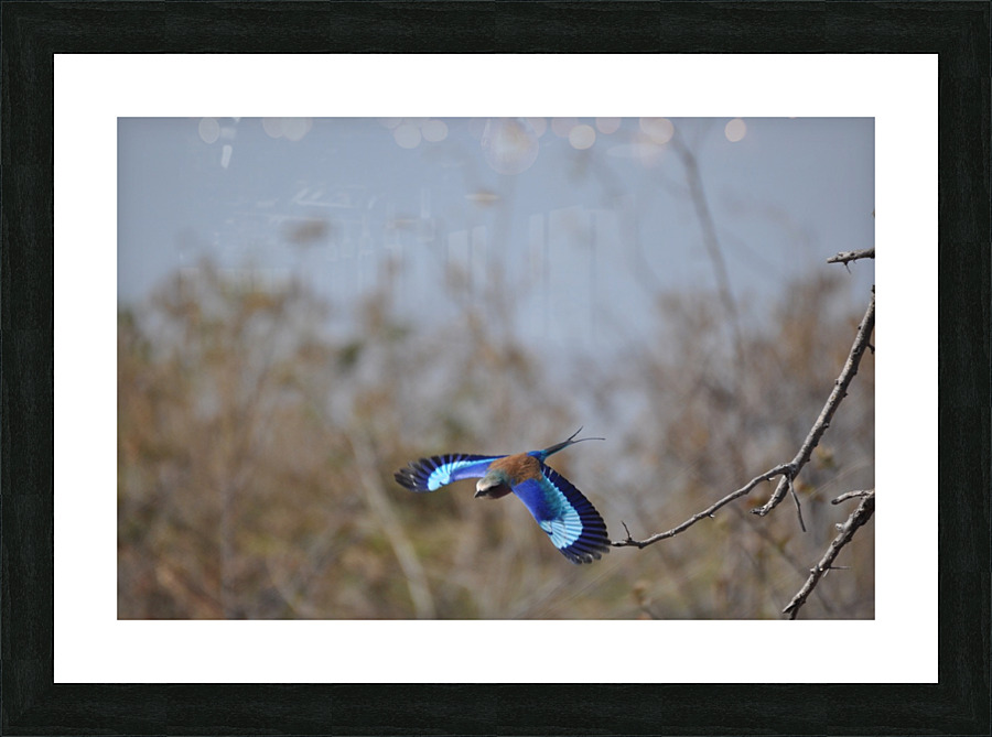 Diving Lilac Breasted Roller Picture Frame print